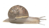 Snail Snail