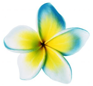 Starflower Starflower