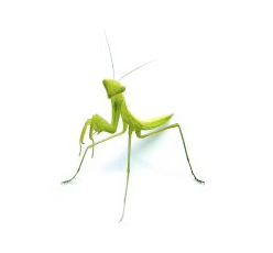Mantis Mantis