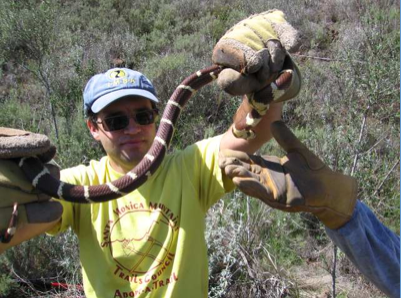 Kingsnake_2 Kingsnake_2