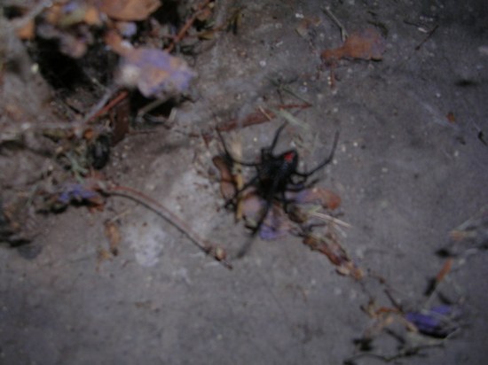 Blackwidow1_2 Blackwidow1_2