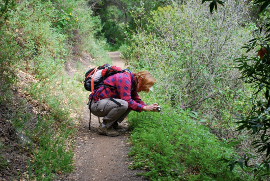 Lizplanthunting Lizplanthunting
