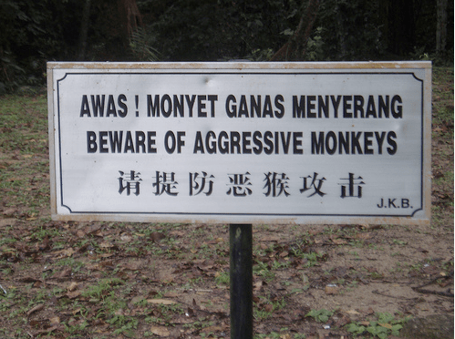 Bewareofmonkeys Bewareofmonkeys