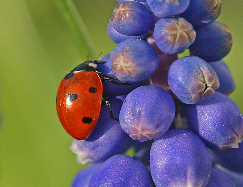 Ladybird Ladybird