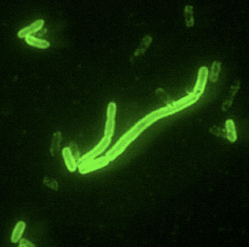 Yersiniapestis Yersiniapestis