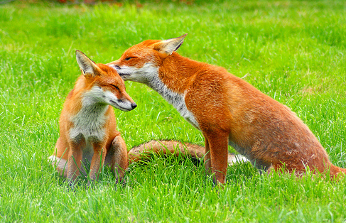 Foxwhisperer