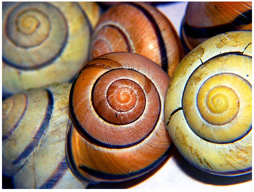 Snailshells