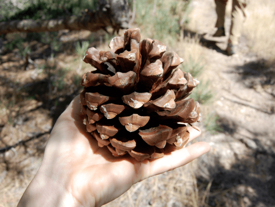 Santarosapinecone Santarosapinecone