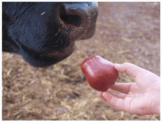 Applecow