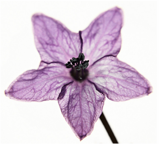 Purpleflower