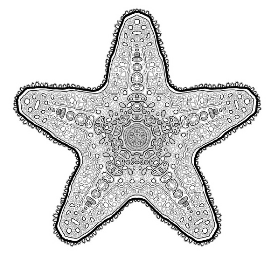 Starsketch Starsketch