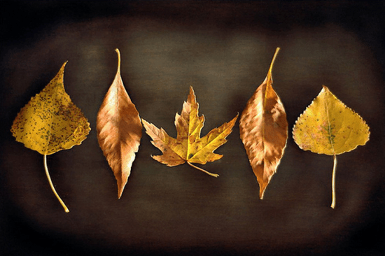 Fiveleaves Fiveleaves