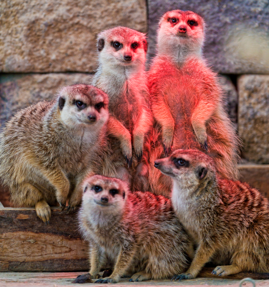 fivemeerkats